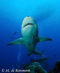 Unusual shot of a lemon shark's belly. D50/12-24mm (Borab... by Moeava De Rosemont 